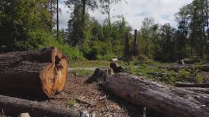 Best Storm Damage Tree Cleanup  in Orange Cove, CA
