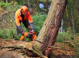 Best Lawn Drainage Solutions  in Orange Cove, CA