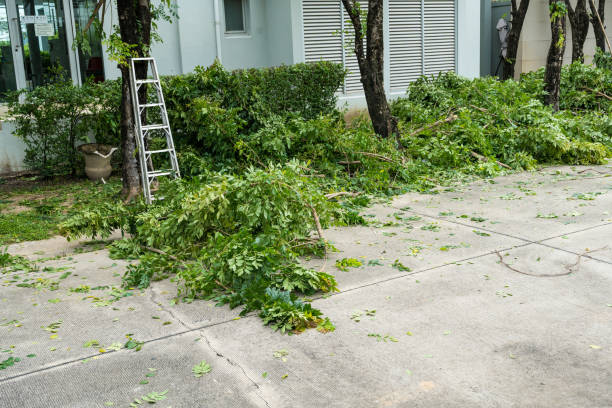 Best Tree and Shrub Care  in Orange Cove, CA