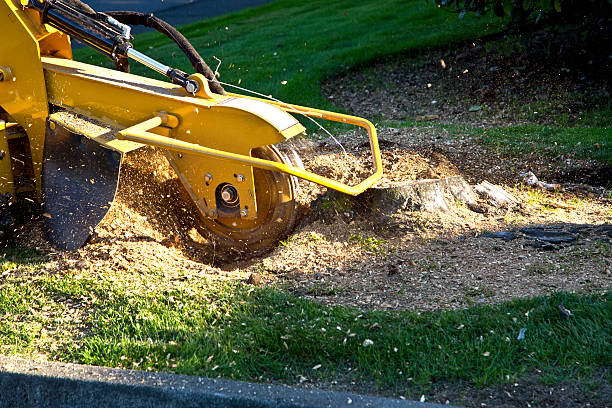 Best Weed Control  in Orange Cove, CA