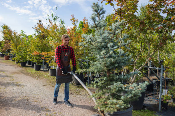 Best Tree Trimming and Pruning  in Orange Cove, CA