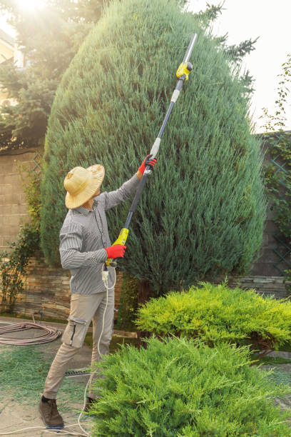 Best Hedge Trimming  in Orange Cove, CA